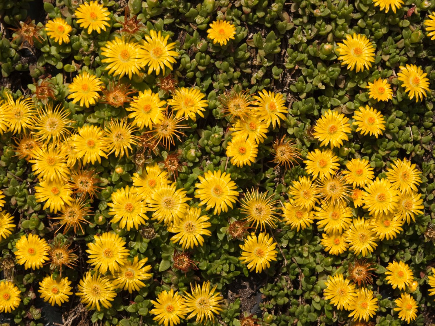 Lesotho Mittagsblume Delosperma lineare für Deinen Garten