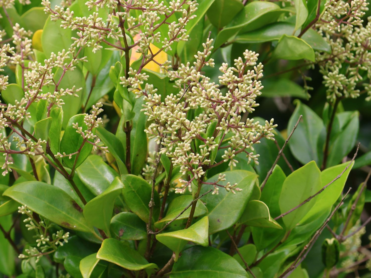 Liguster 'Texanum' - Ligustrum japonicum 'Texanum' - Baumschule Horstmann