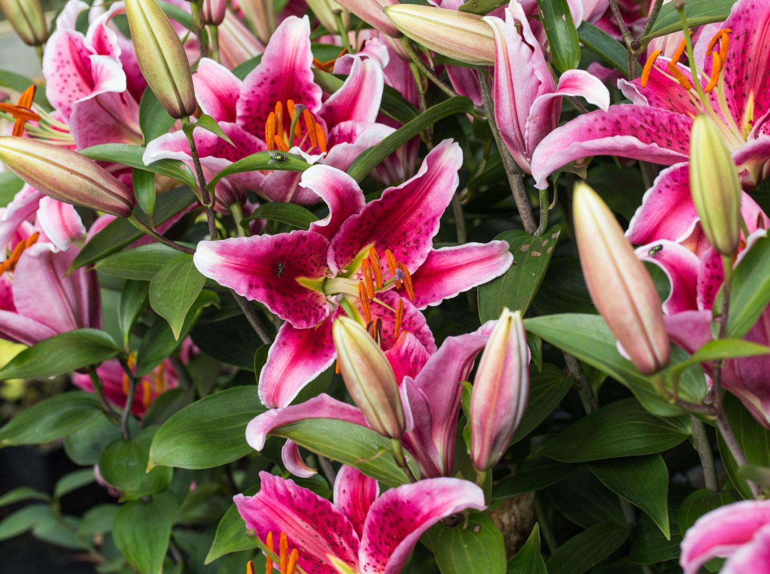 Lilienartige (Liliales) Wissen & Pflanzen dieser Ordnung