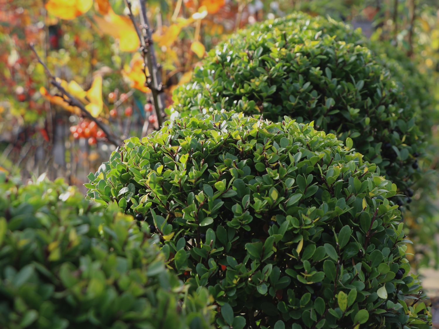 Ilex shop dark green