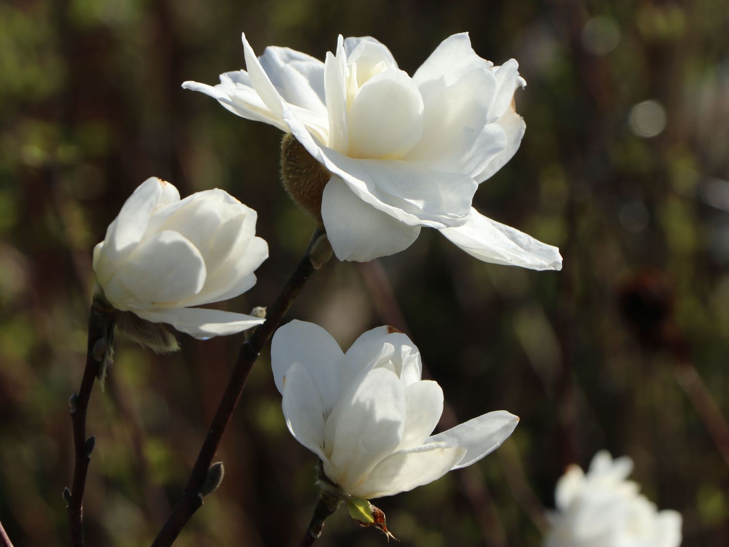 Magnolie White Rose Magnolia X Loebneri White Rose Baumschule 