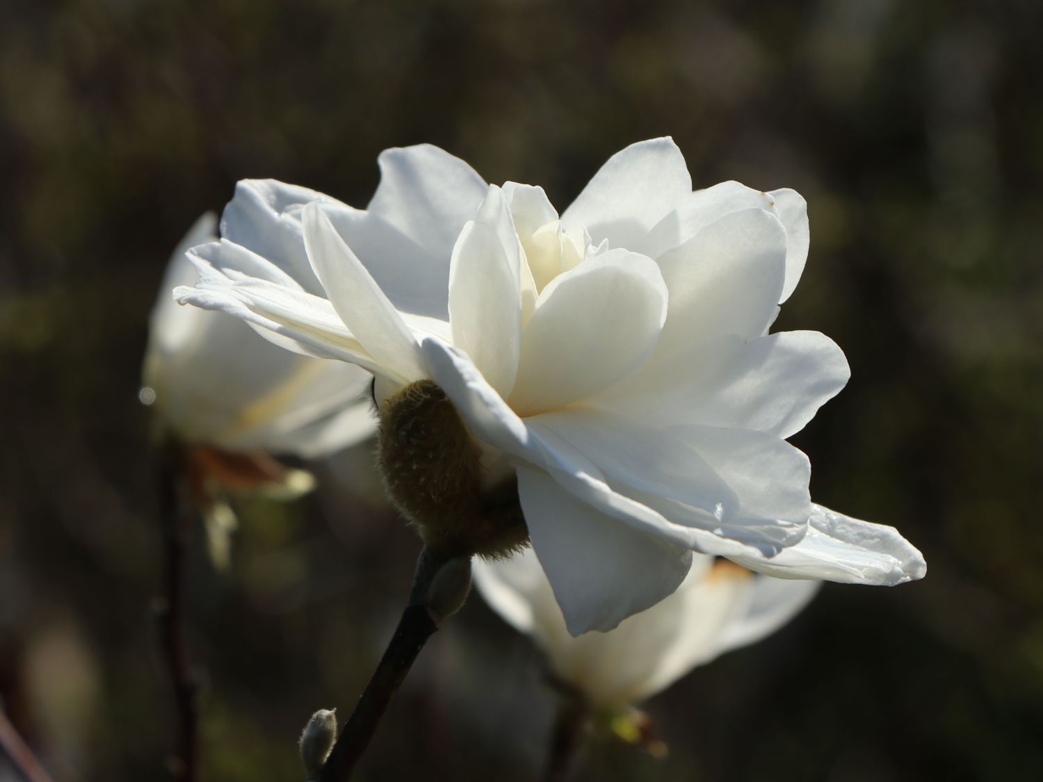 Magnolie White Rose Magnolia X Loebneri White Rose Baumschule 