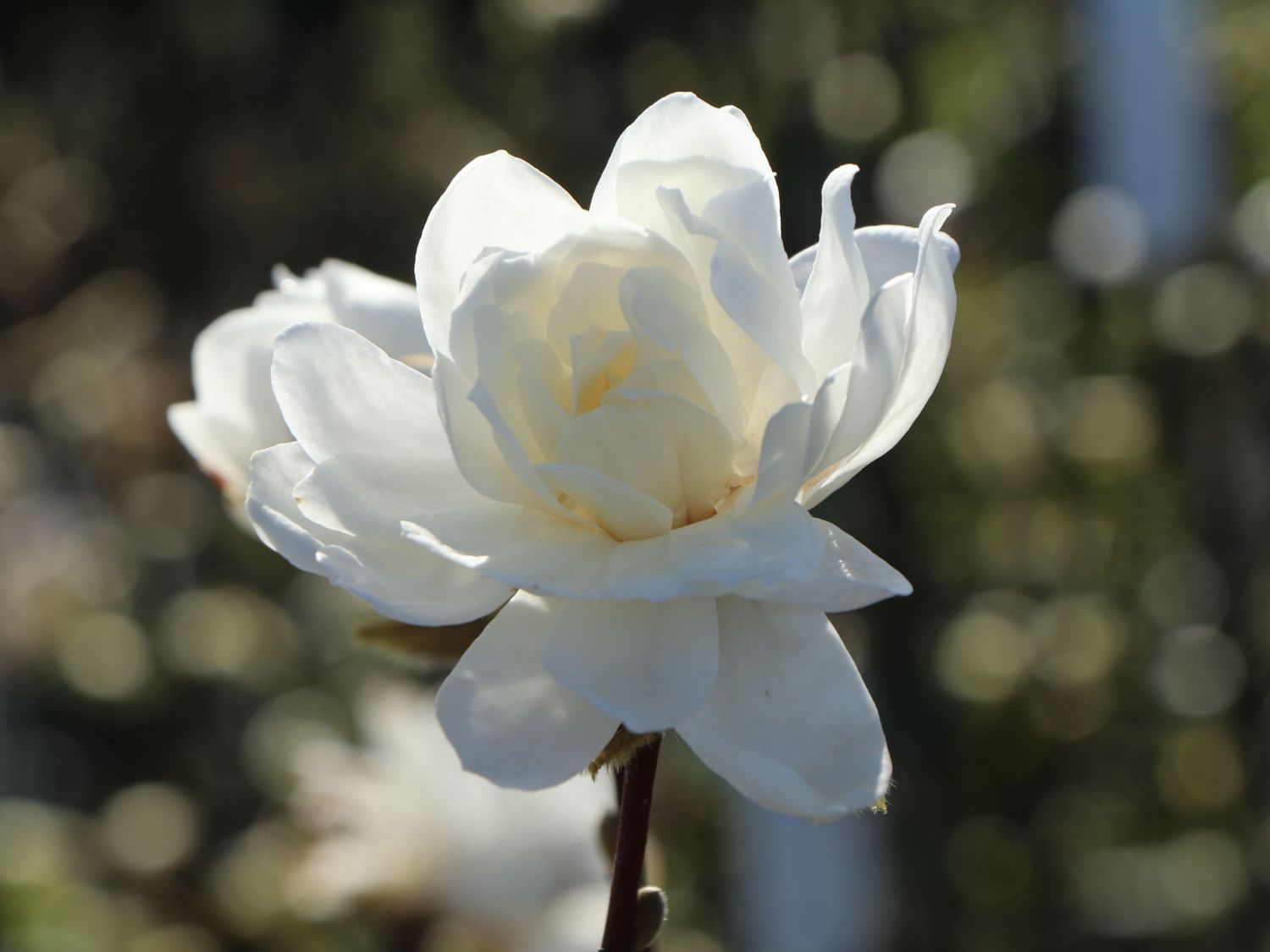 Magnolie White Rose Magnolia X Loebneri White Rose Baumschule 