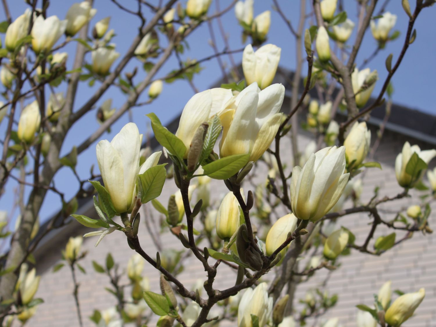 magnolia