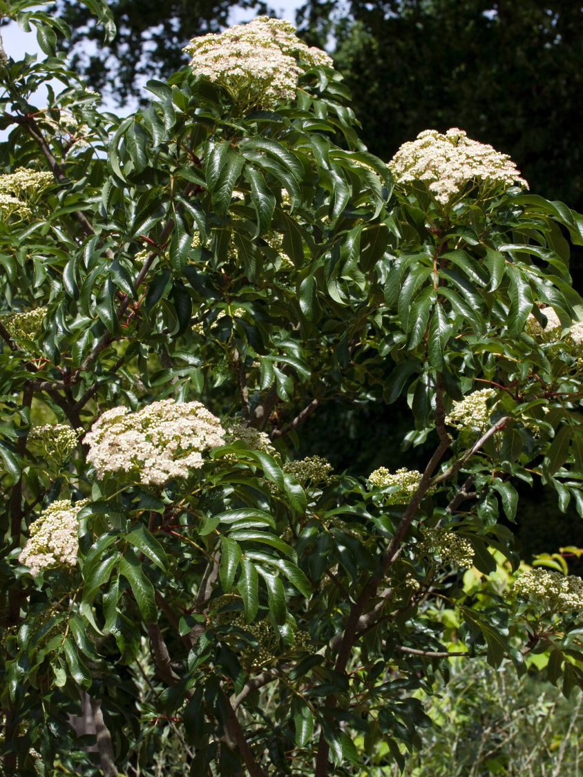 Mehlbeere - Sorbus insignis