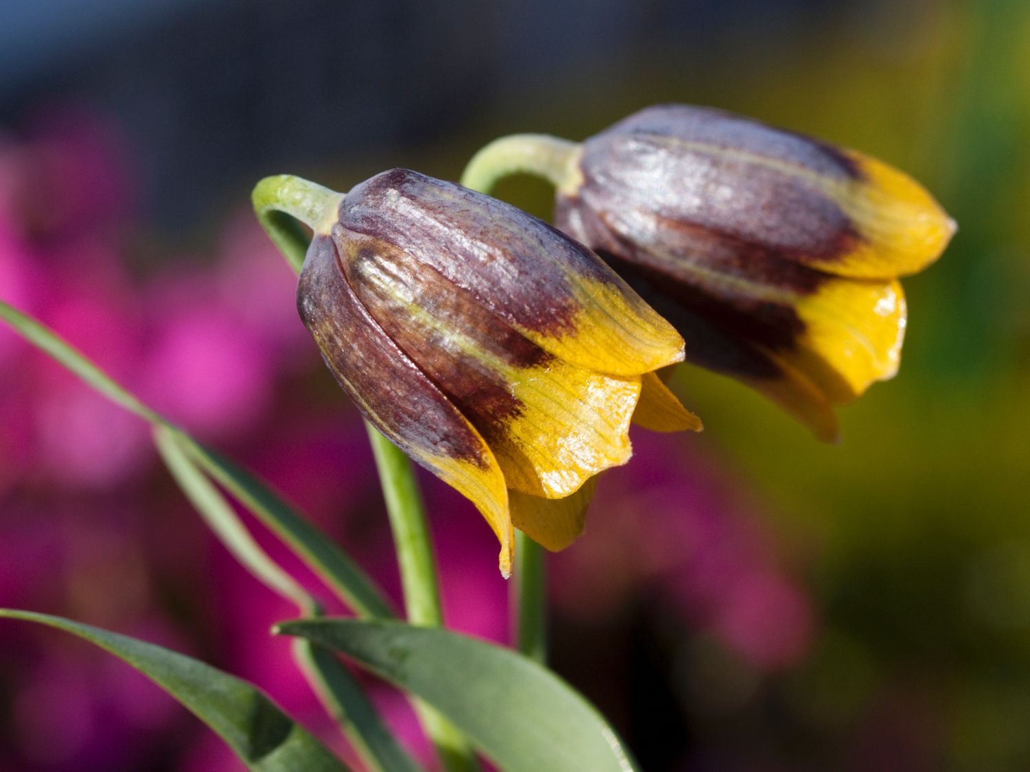 Trkische Schachbrettblume (Fritillaria michailovskyi)