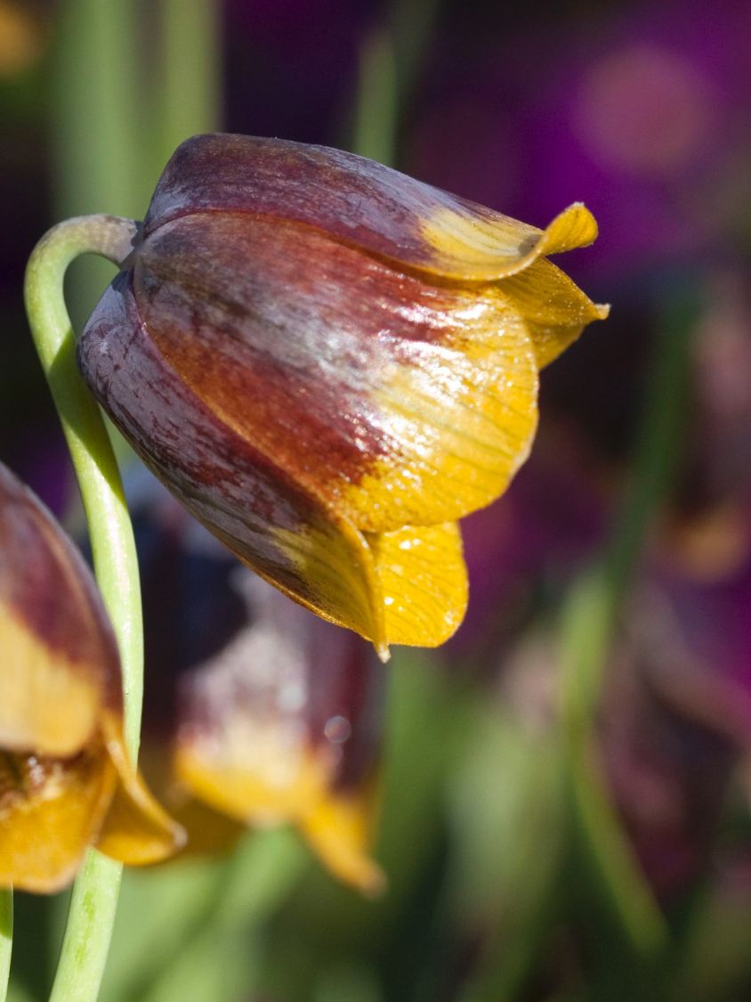 Trkische Schachbrettblume (Fritillaria michailovskyi)