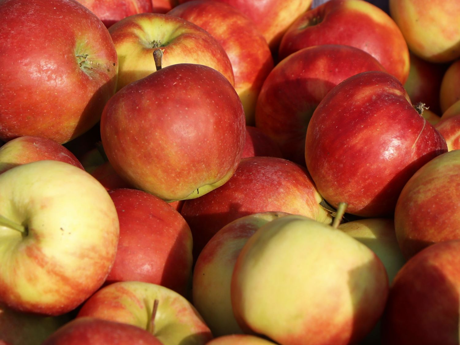 Ministämmchen Apfel 'Elstar' - Malus 'Elstar' - Baumschule Horstmann