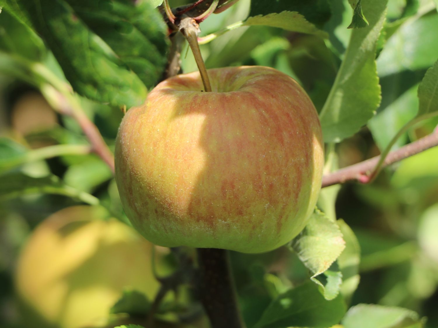 Ministämmchen Apfel 'James Grieve' - Malus 'James Grieve' - Baumschule  Horstmann