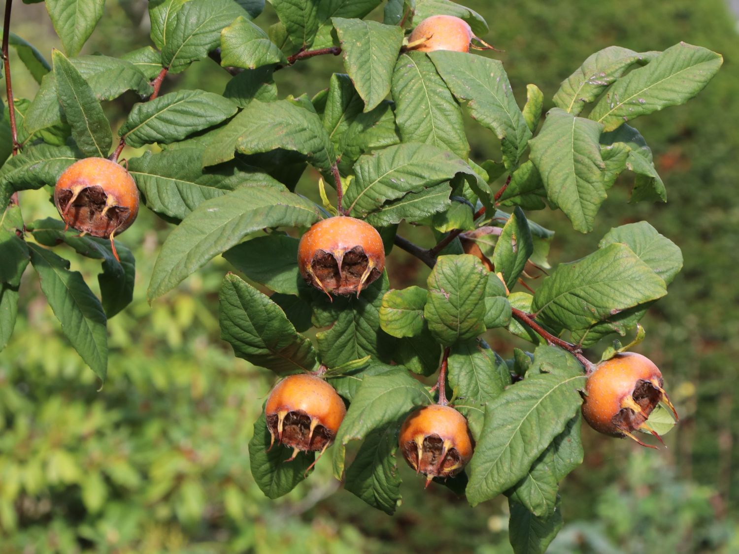 Mispel 'Nottingham' - Mespilus germanica 'Nottingham' - Baumschule Horstmann