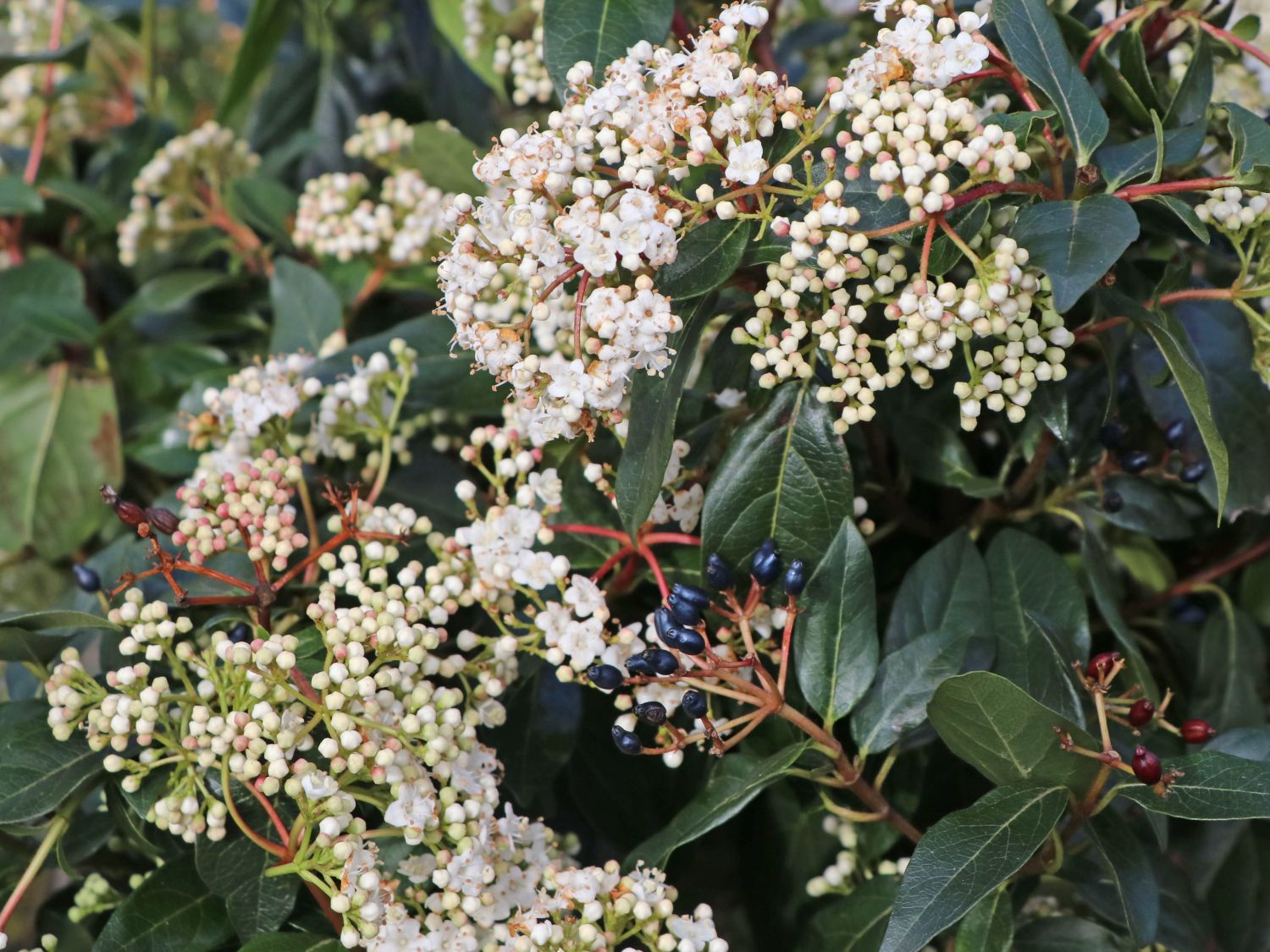 80-100cm - Viburnum tinusGarten & Terrasse, Sträucher & Hecken Mitt...