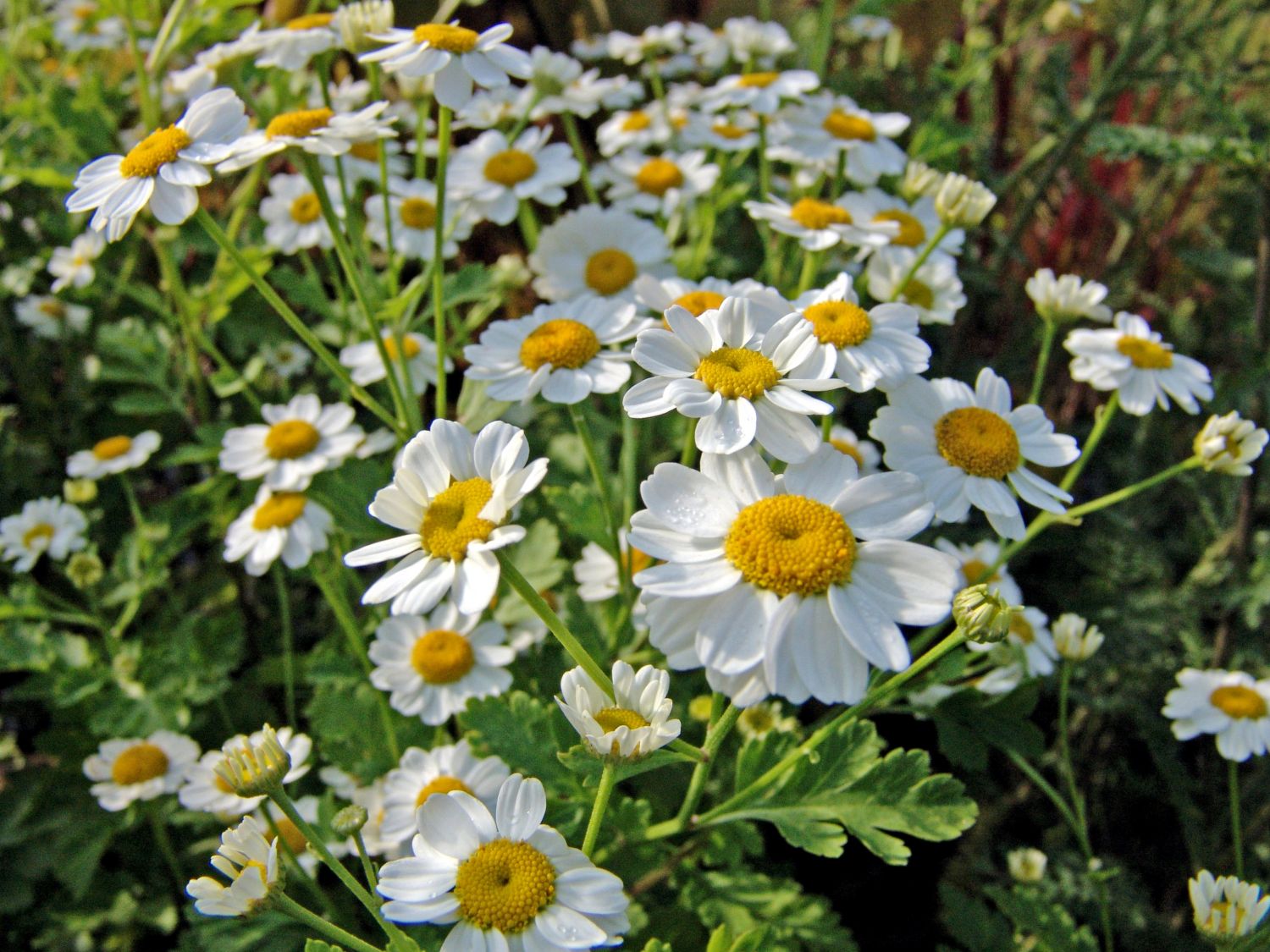 tanacetum