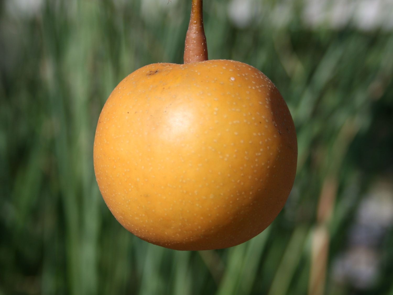 Nashi / Asienbirne / Asiatische Apfelbirne - Pyrus pyrifolia - Baumschule  Horstmann