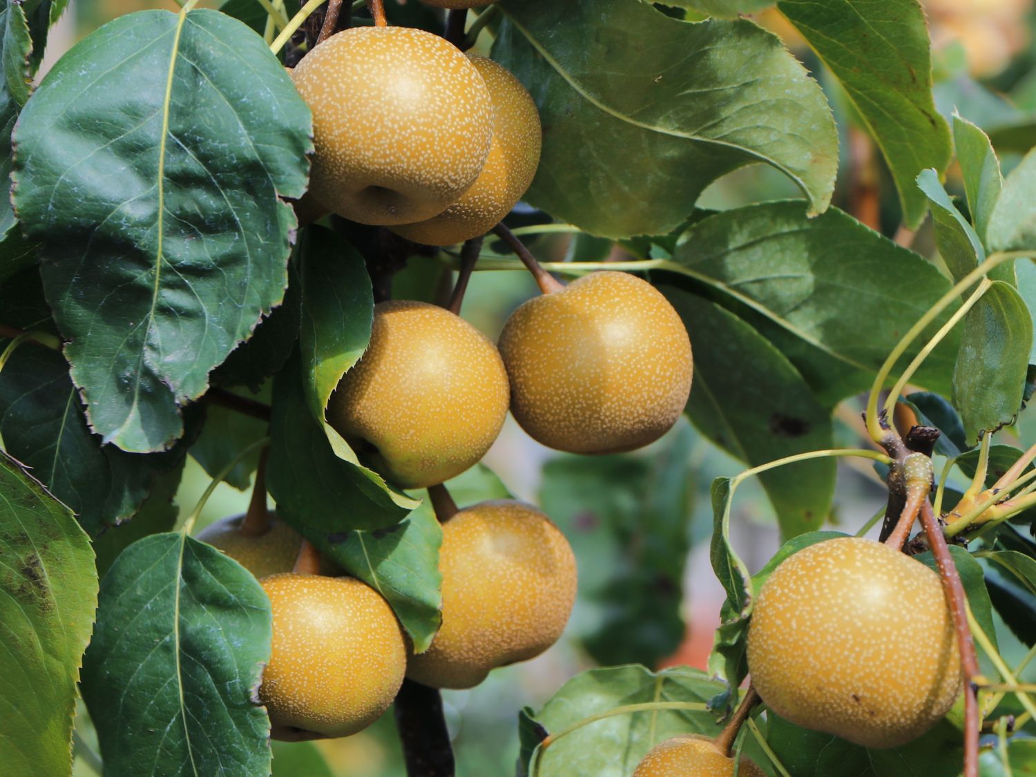 Nashi / Asienbirne / Asiatische pyrifolia Pyrus - Apfelbirne Horstmann - Baumschule