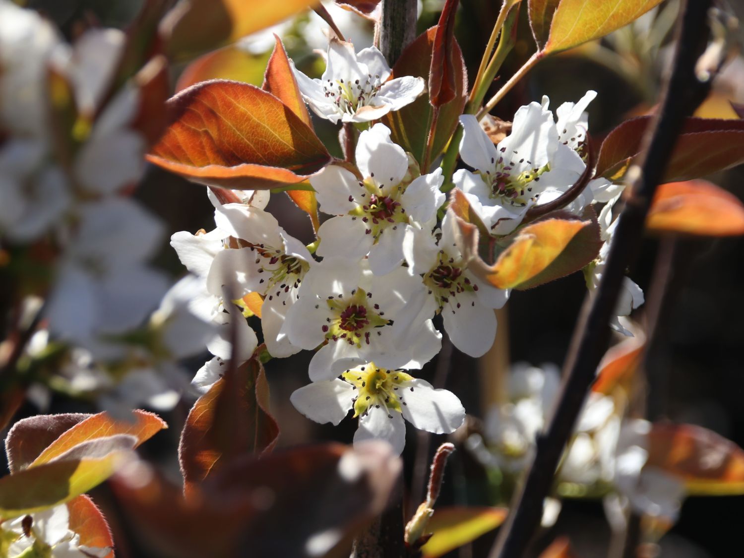 Nashi / Asienbirne / Asiatische Apfelbirne - Pyrus pyrifolia - Baumschule  Horstmann