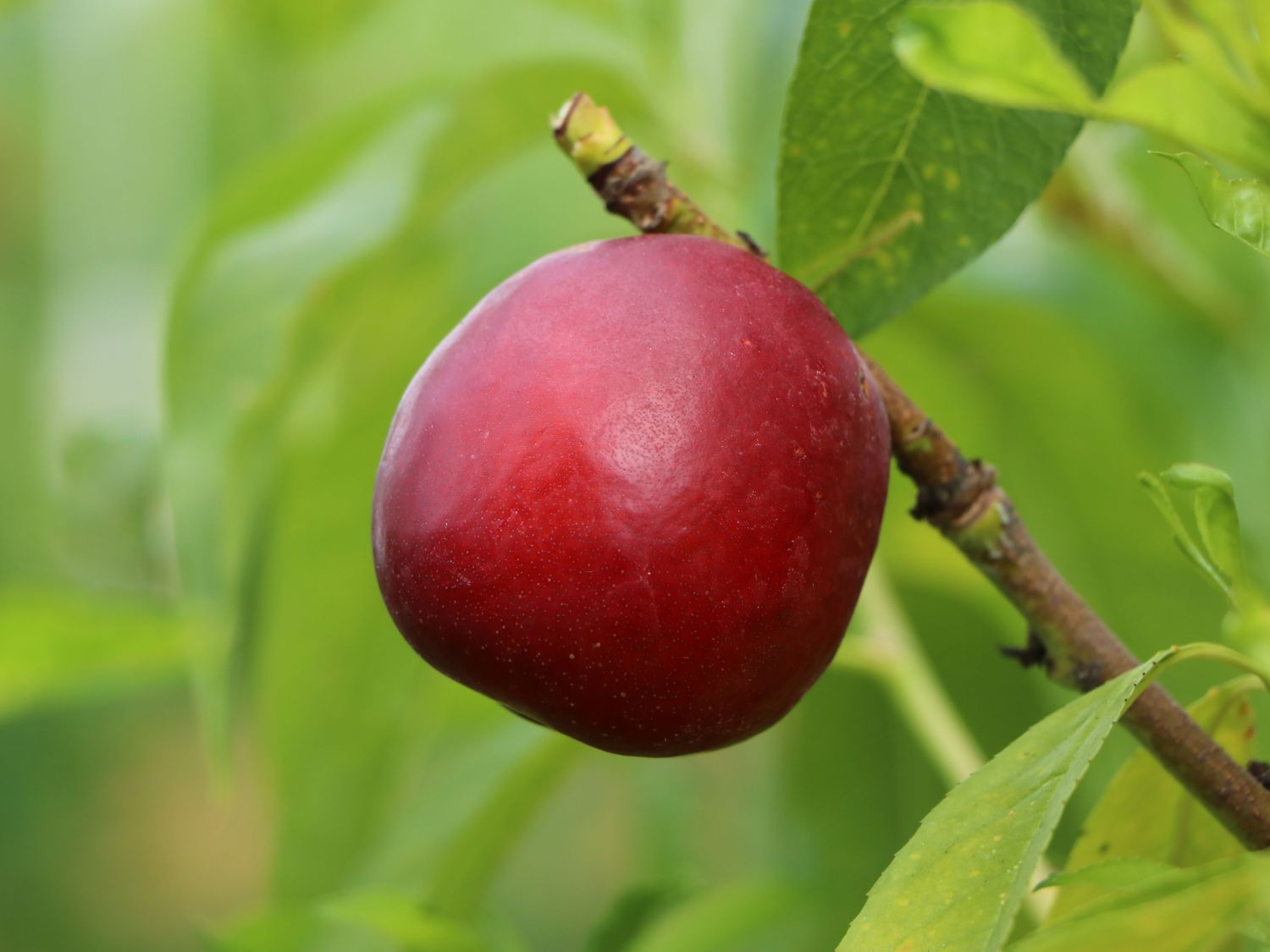 Fruchtaufstrich Nektarine - Rezepte Suchen