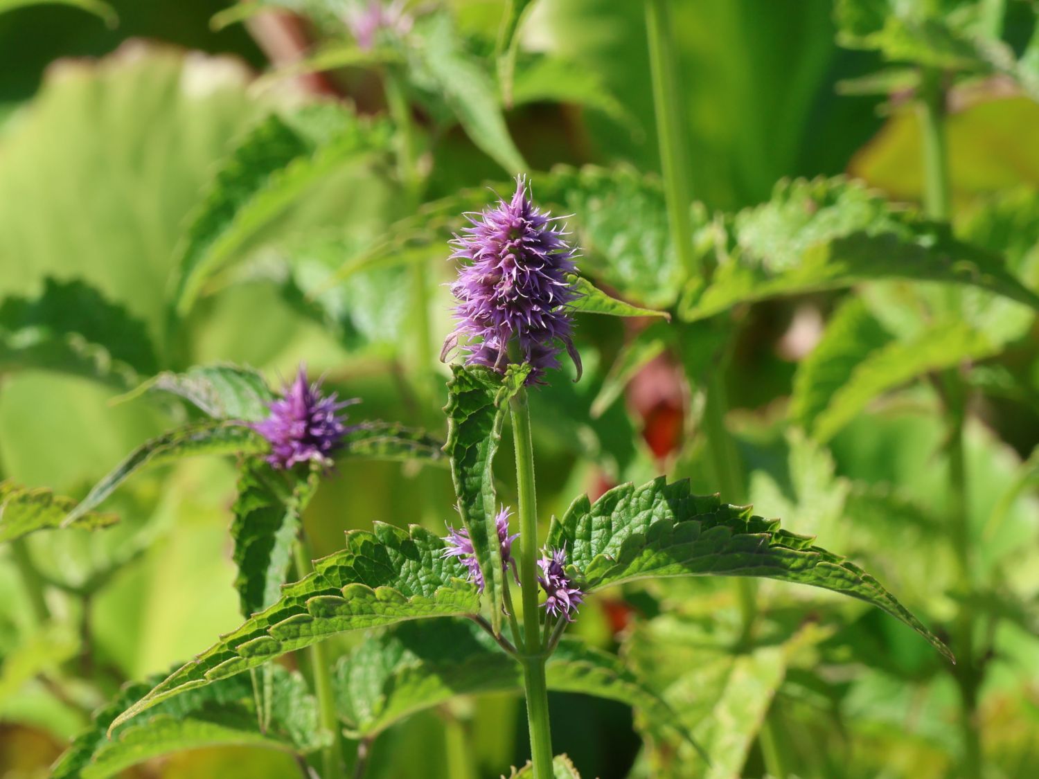 Nesselblättrige Duftnessel - Agastache urticifolia