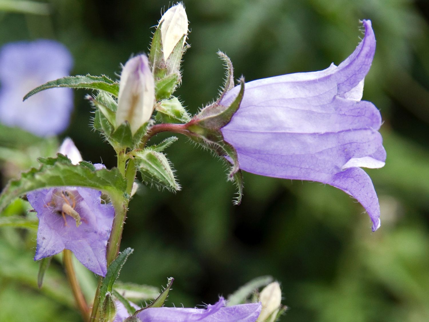 Nesselbl ttrige Glockenblume Campanula Trachelium Nesselbl ttrige Glockenblume Campanula Trachelium