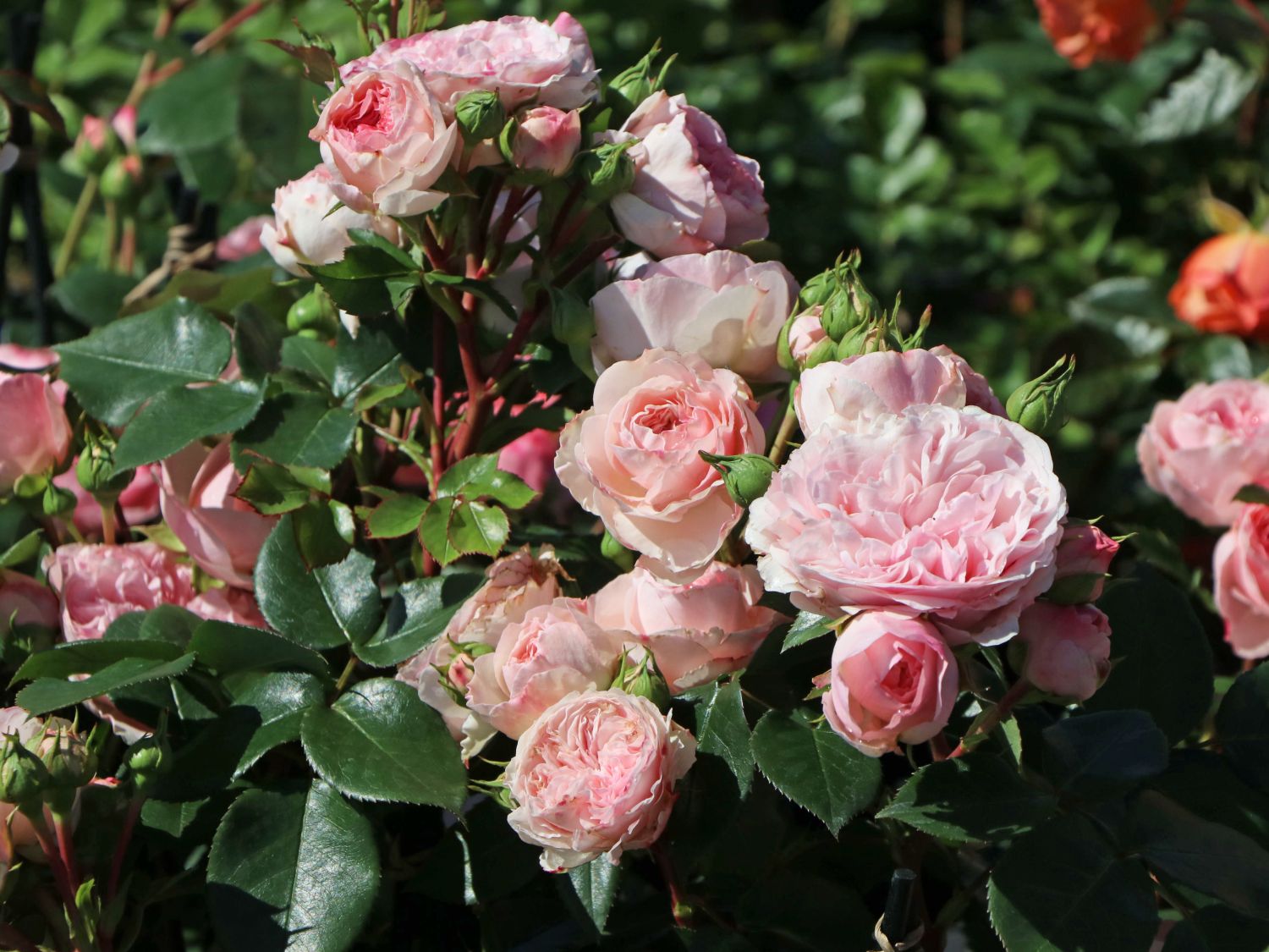 Nostalgie Beetrose Mariatheresia Beste Sorten Rosen Wissen