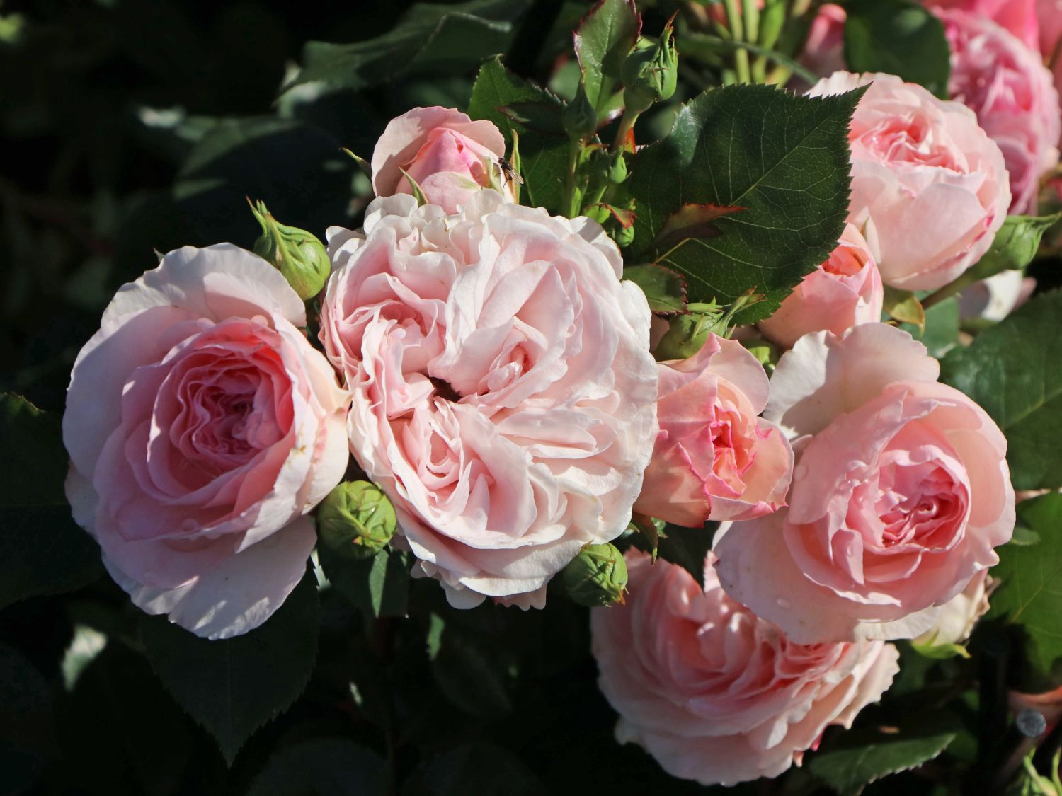 Nostalgie Beetrose Mariatheresia Beste Sorten Rosen Wissen