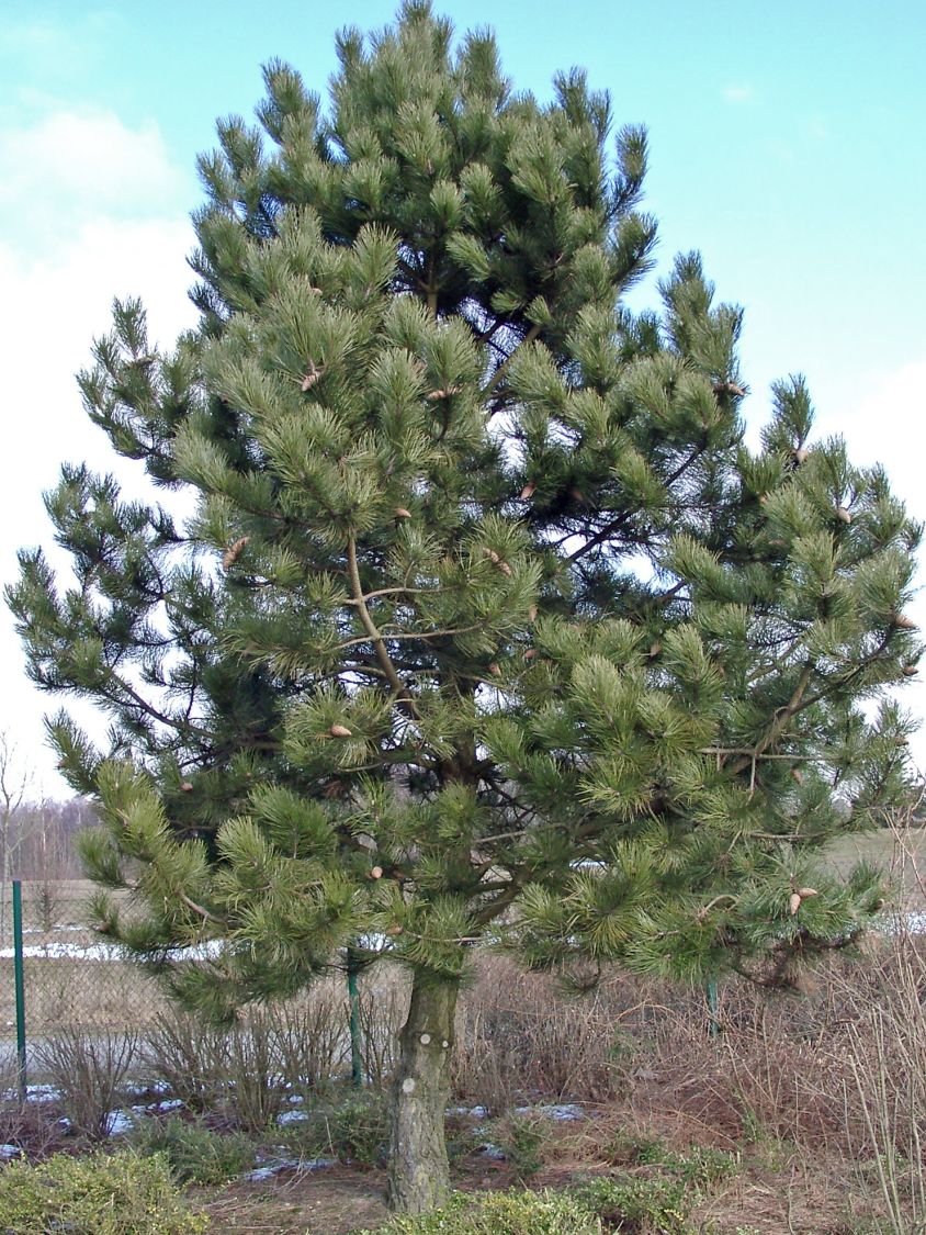 Pinus nigra austriaca Österreichische Schwarzkiefer 70-80cm 
