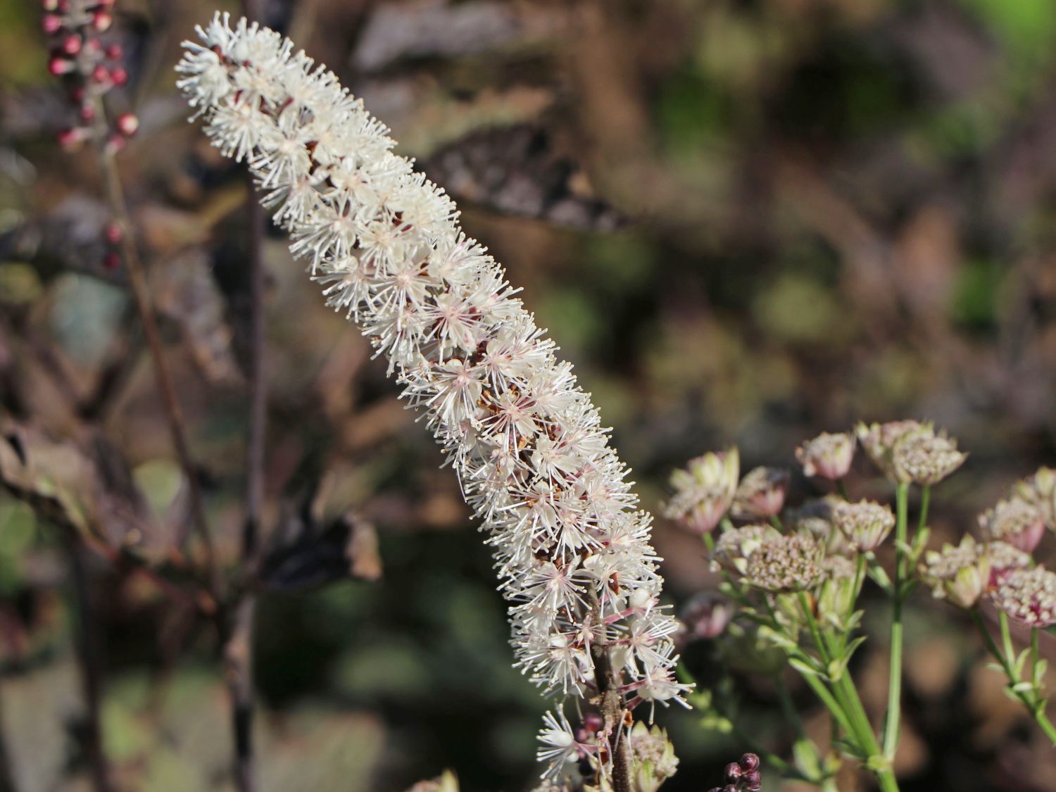 Oktober Silberkerze 'Brunette' Oktober Silberkerze 'Brunette'