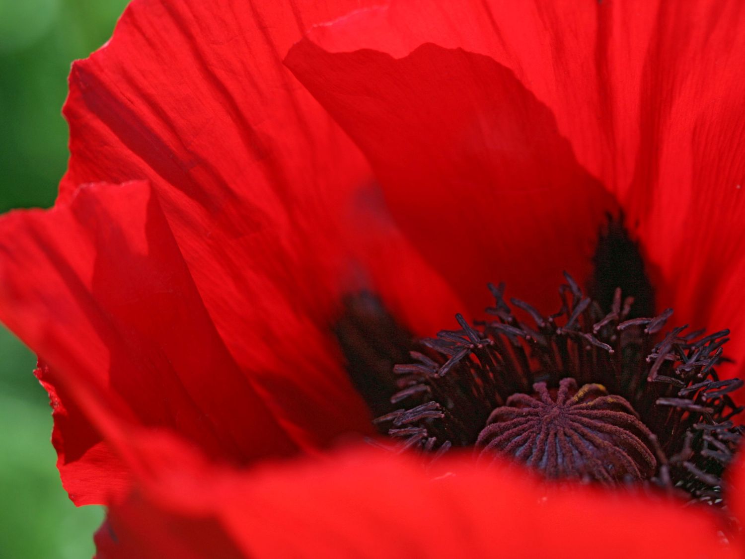 Orientalischer Mohn &amp;#39;Scarlet O&amp;#39;Hara&amp;#39; - bestes Stauden-Wissen