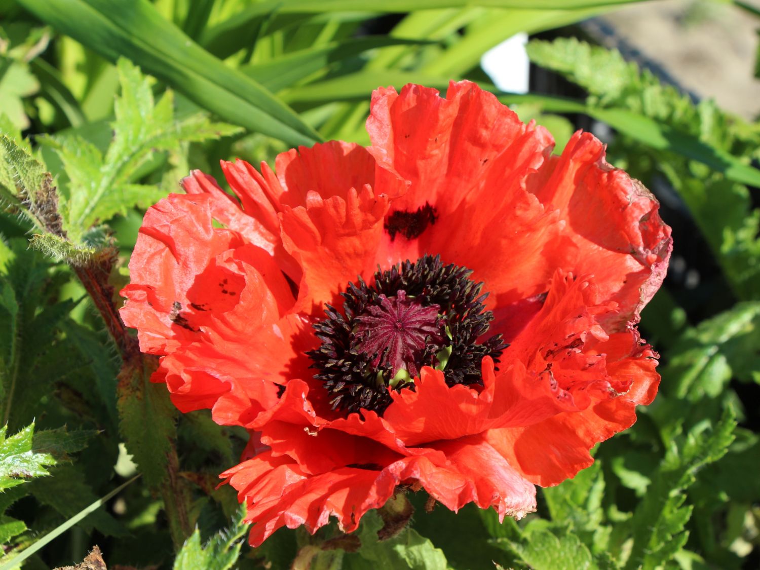 Orientalischer Mohn &amp;#39;Türkenlouis&amp;#39; - Beste Sorten &amp; Stauden-Wissen