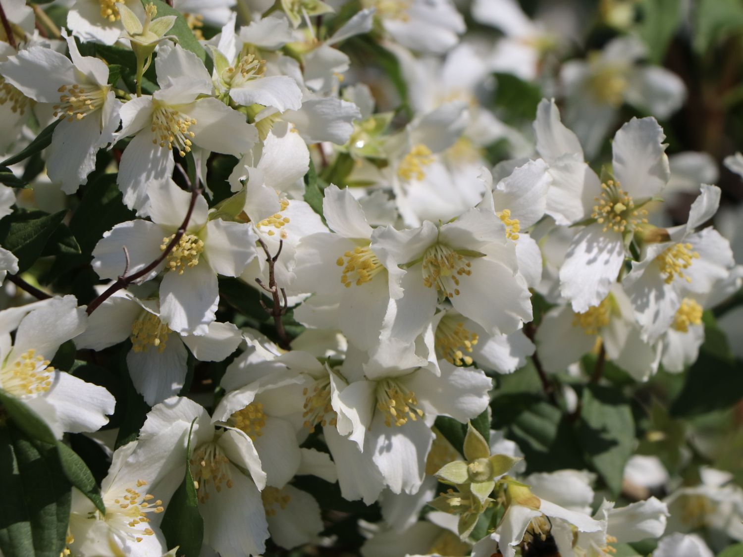 Pfeifenstrauch / Falscher Jasmin / Duftjasmin 'Erectus' Philadelphus