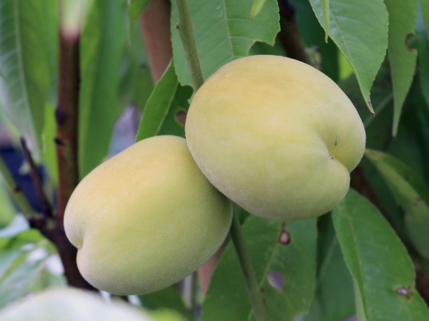 Pfirsich &amp;#39;Ice Peach&amp;#39; ® - Prunus persica &amp;#39;Ice Peach&amp;#39; ® - Baumschule ...