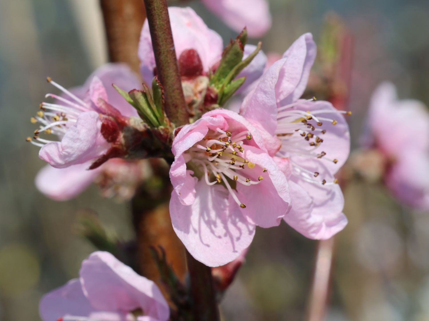 Pfirsich 'Revita' - Prunus persica 'Revita' - Baumschule Horstmann