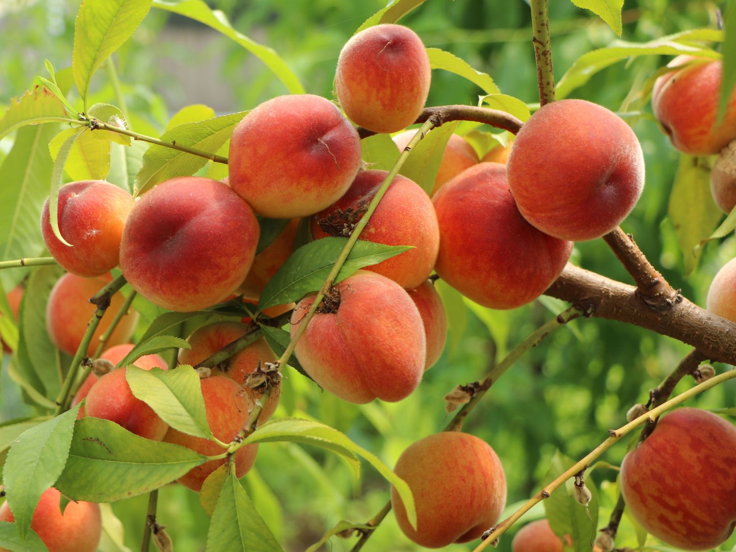 Pfirsich 'Revita' - Prunus persica 'Revita' - Baumschule Horstmann