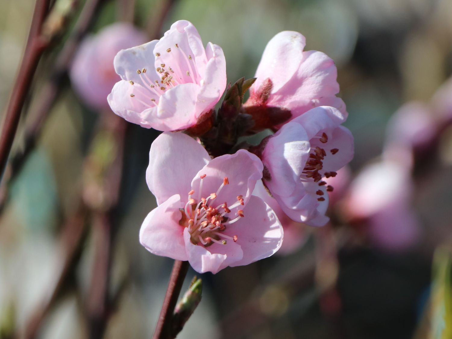 Pfirsich 'Revita' - Prunus persica 'Revita' - Baumschule Horstmann