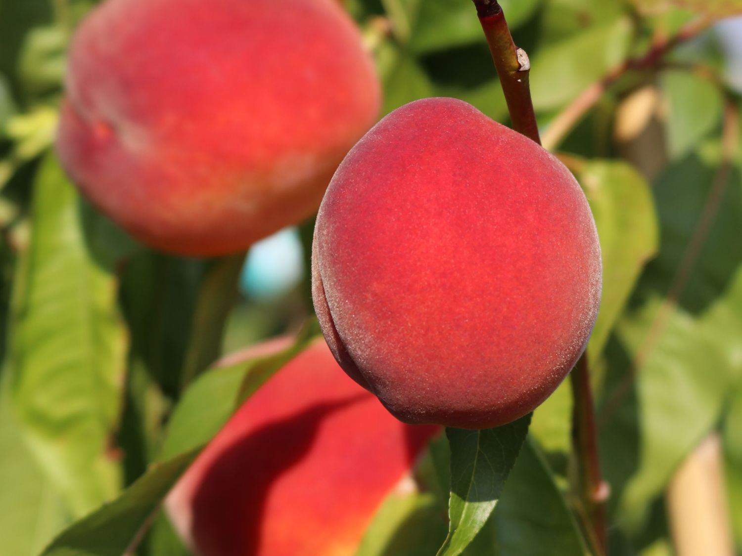 Pfirsich &amp;#39;Roter Weinbergpfirsich&amp;#39; - Prunus persica &amp;#39;Roter ...