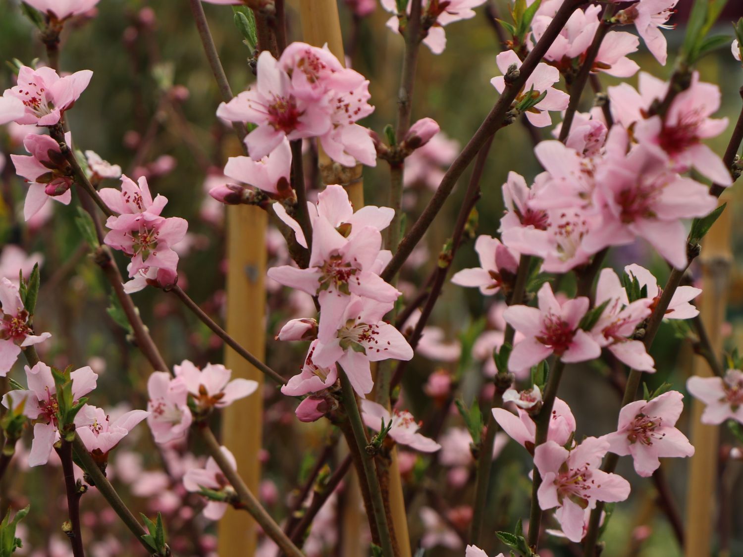 Pfirsich &amp;#39;Roter Weinbergpfirsich&amp;#39; - Prunus persica &amp;#39;Roter ...