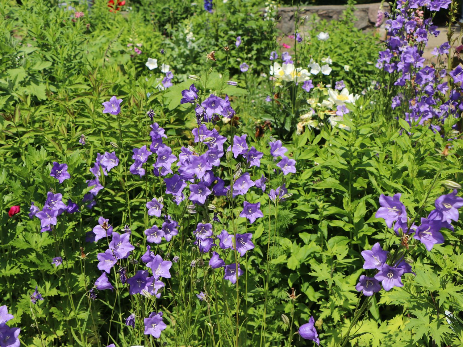 Pfirsichblättrige Glockenblume - Campanula persicifolia