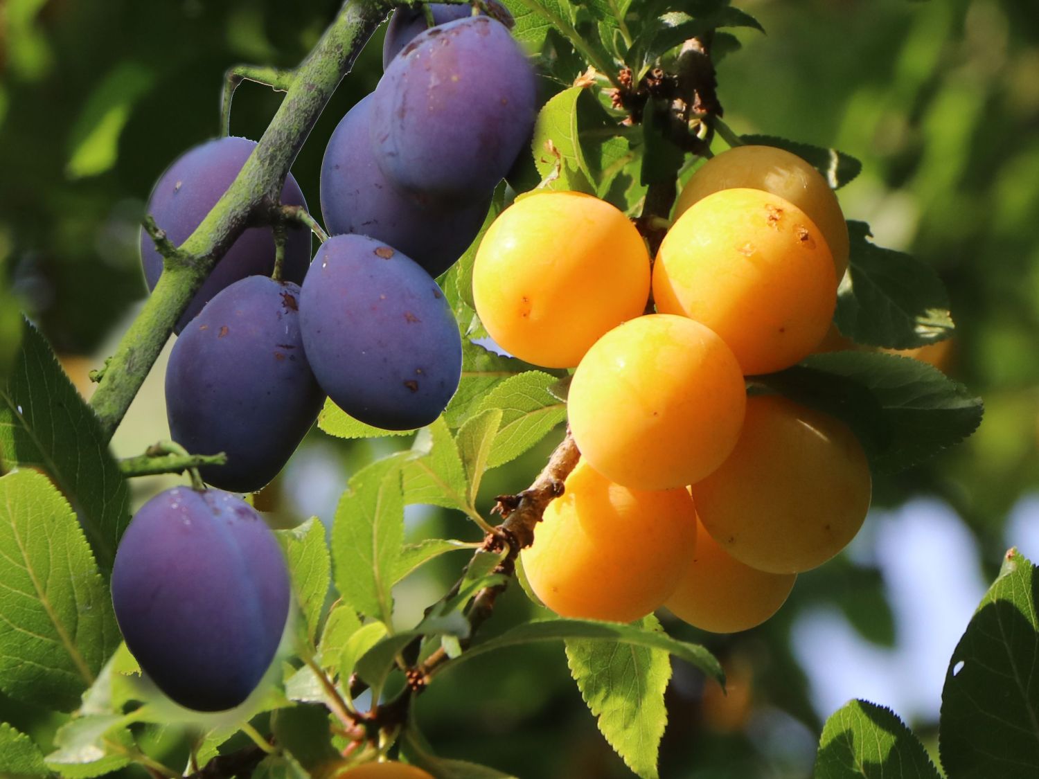 Pflaume im Duo &amp;#39;zwei Sorten an einem Strauch&amp;#39; - Prunus domestica &amp;#39;z. B ...