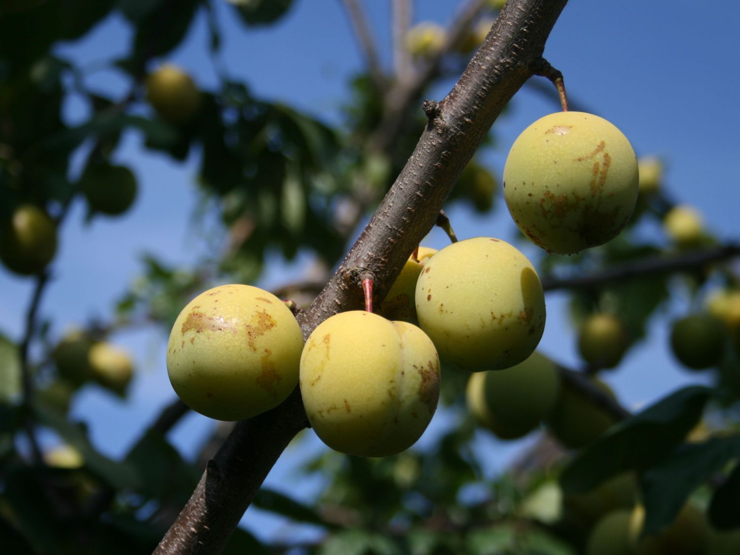 Pflaume &amp;#39;Oullins Reneklode&amp;#39; / Eierpflaume - Prunus &amp;#39;Oullins Reneklode ...