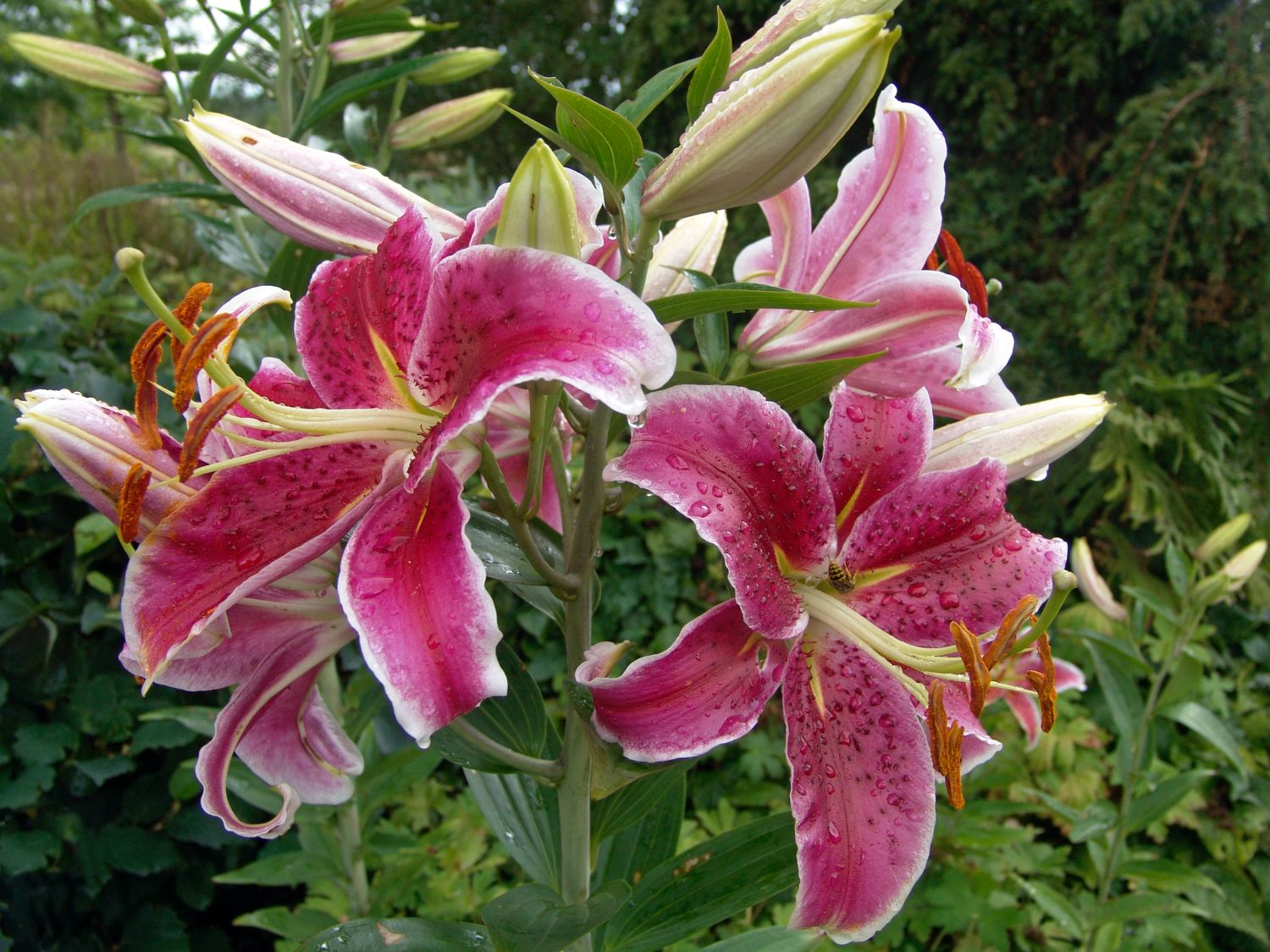 Lilien (Lilium) Infos & Pflanzen dieser Gattung