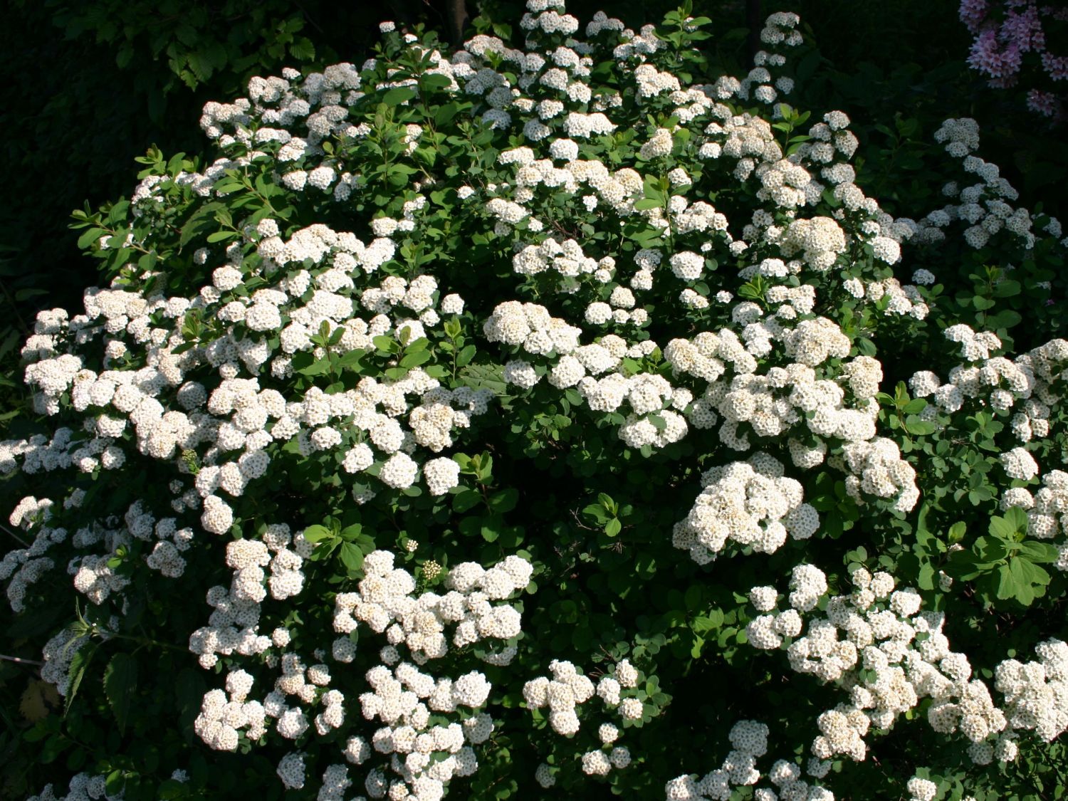 Spiraea Vanhouttei