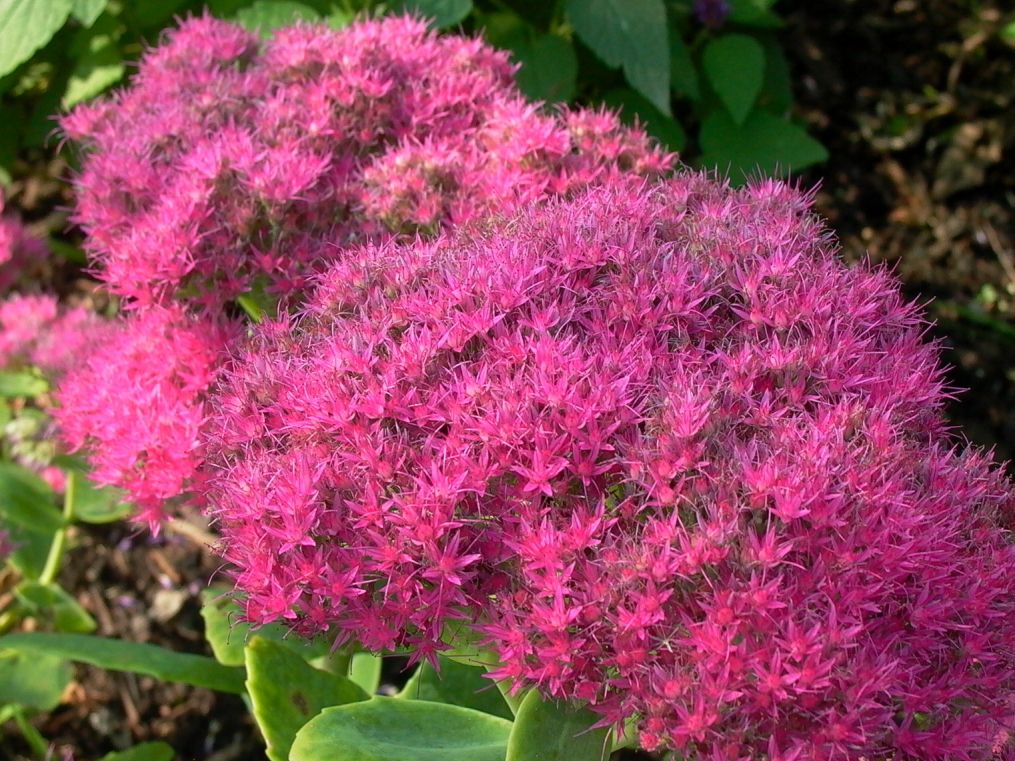 Prächtiges Fettblatt 'Rosenteller' - Sedum spectabile 'Rosenteller'