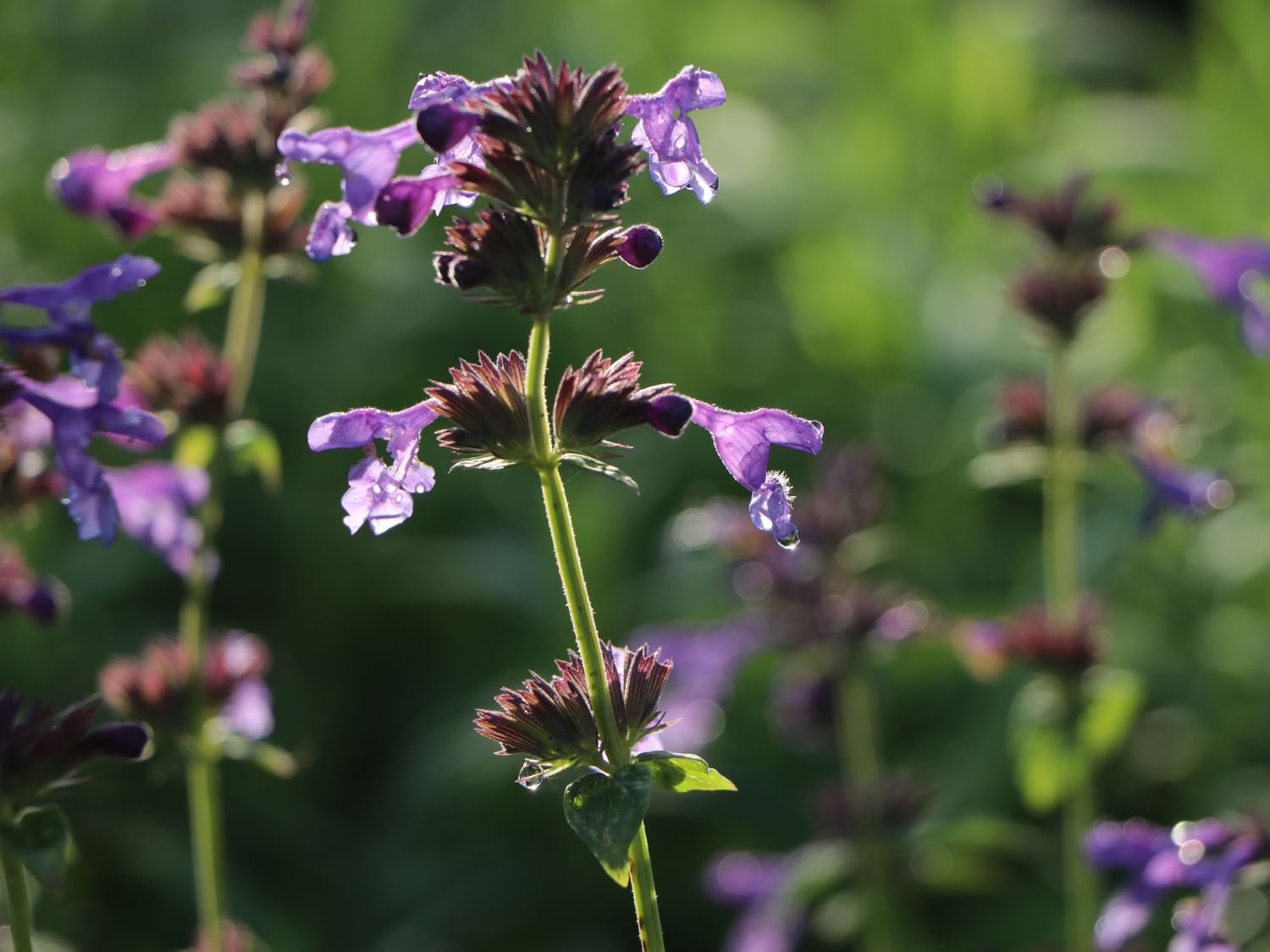 Pratts Katzenminze (Nepeta prattii) perfekte - & Stauden Ratgeber