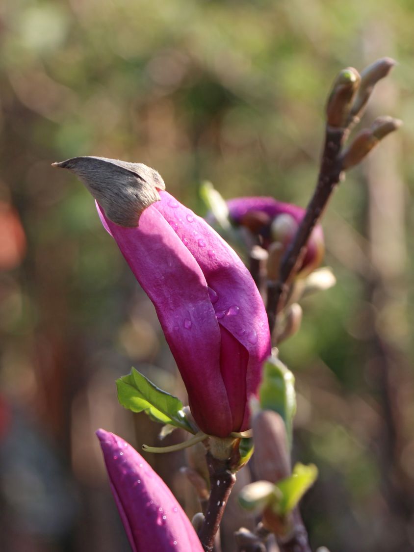 Magnolia liliiflora mehrfach verzweigt Magnolie `Susan´ ca.100cm im Topf 