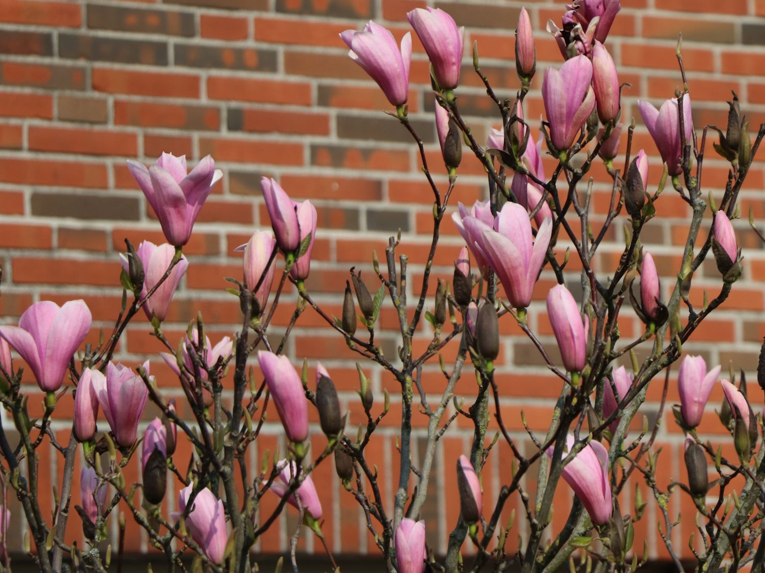 magnolie purpur liliiflora baumschule horstmann