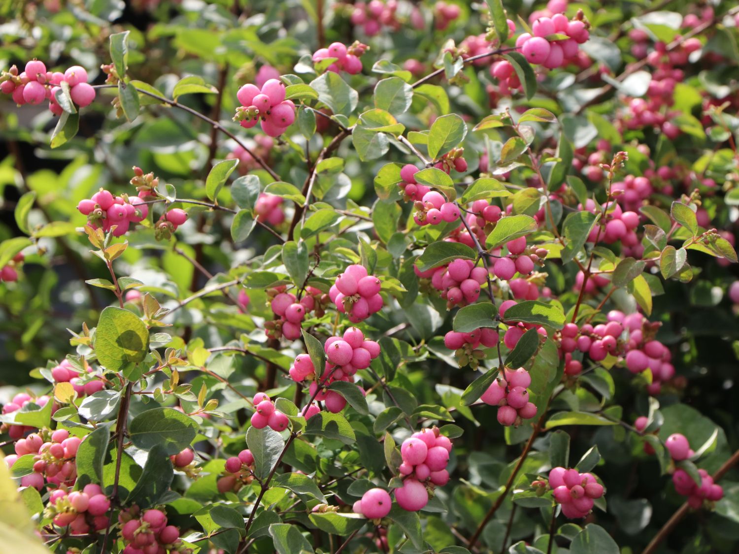 Purpurbeere / Knallerbsenstrauch &amp;#39;Amethyst&amp;#39; ® - Symphoricarpos ...