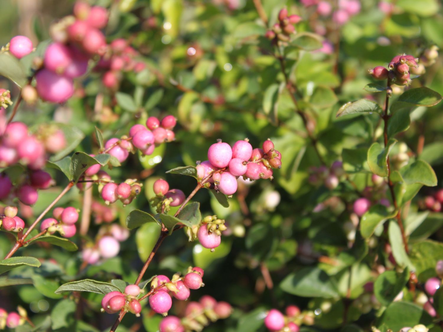 Purpurbeere / Knallerbsenstrauch &amp;#39;Amethyst&amp;#39; ® - Symphoricarpos ...
