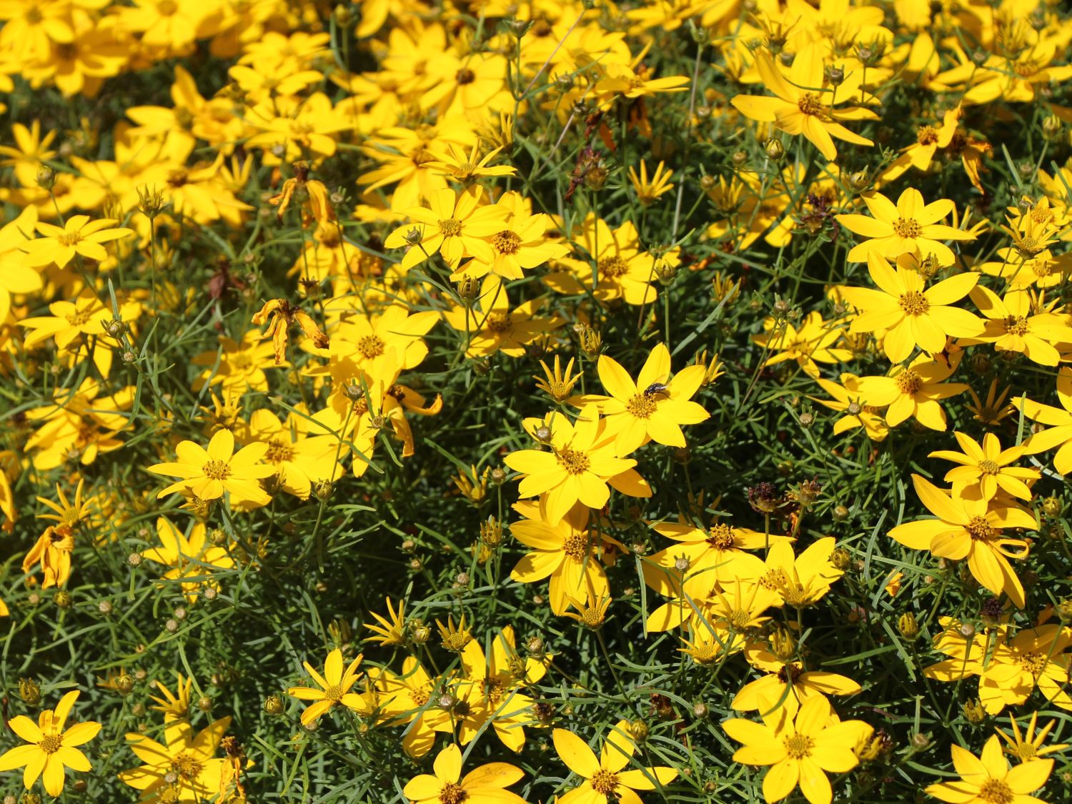 Mädchenaugen (Coreopsis) Infos & Pflanzen dieser Gattung