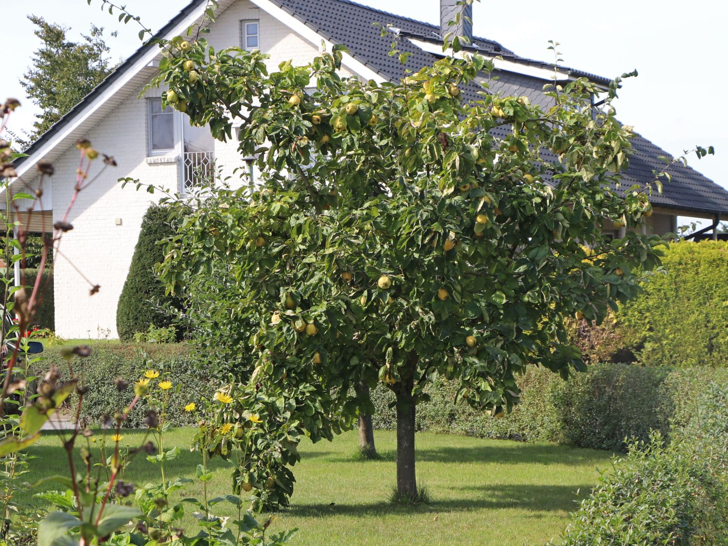 Quitte 'Birnenquitte' - Cydonia 'Birnenquitte' - Baumschule Horstmann