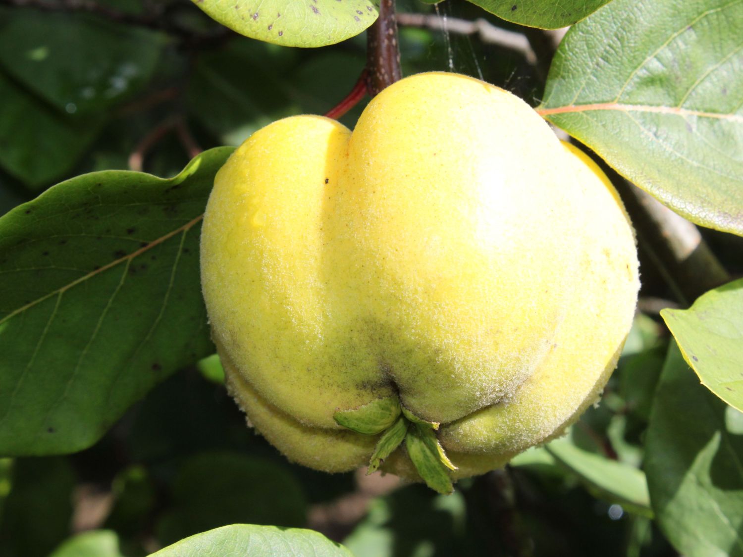 Quitte \'Konstantinopeler Apfelquitte\' - Cydonia \'Konstantinopeler  Apfelquitte\' - Baumschule Horstmann | Obstbäume & Gemüsepflanzen