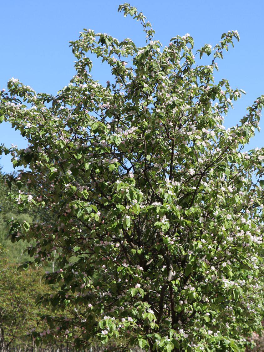 Quitte \'Konstantinopeler Apfelquitte\' - Cydonia \'Konstantinopeler  Apfelquitte\' - Baumschule Horstmann | Obstbäume & Gemüsepflanzen